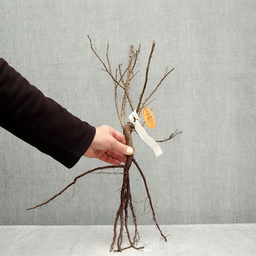 Rosa Papa Meilland  Bare root sample as delivered in winter