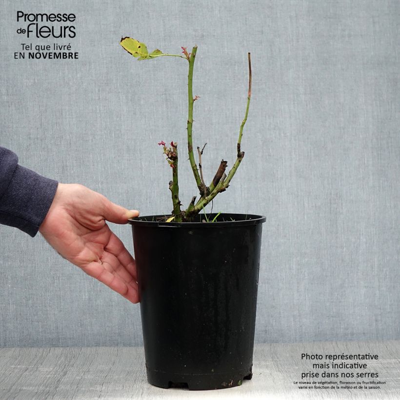 Rosa Pope Jean-Paul II 4L/5L pot sample as delivered in autumn