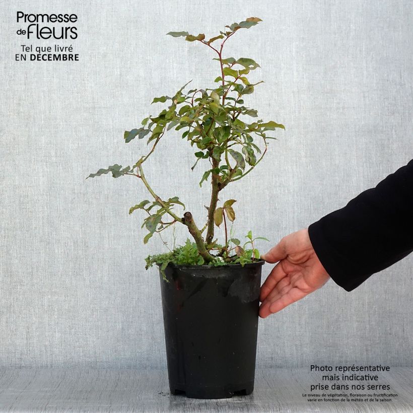 Rosa Parfum de Nantes 4L/5L pot sample as delivered in autumn