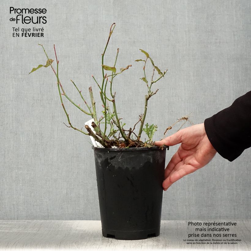 Rosa Parfum de Nantes 4L/5L pot sample as delivered in winter