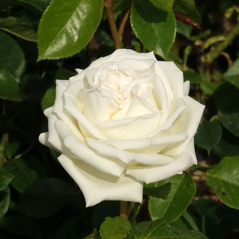 Rosa Pierre Arditi  (Flowering)
