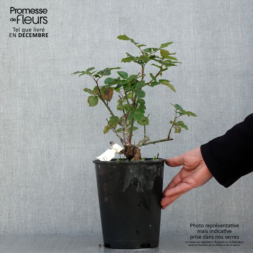 Rosa Pierre de Luxembourg 4L/5L pot sample as delivered in autumn
