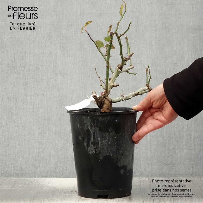 Rosa Pierre de Luxembourg 4L/5L pot sample as delivered in winter