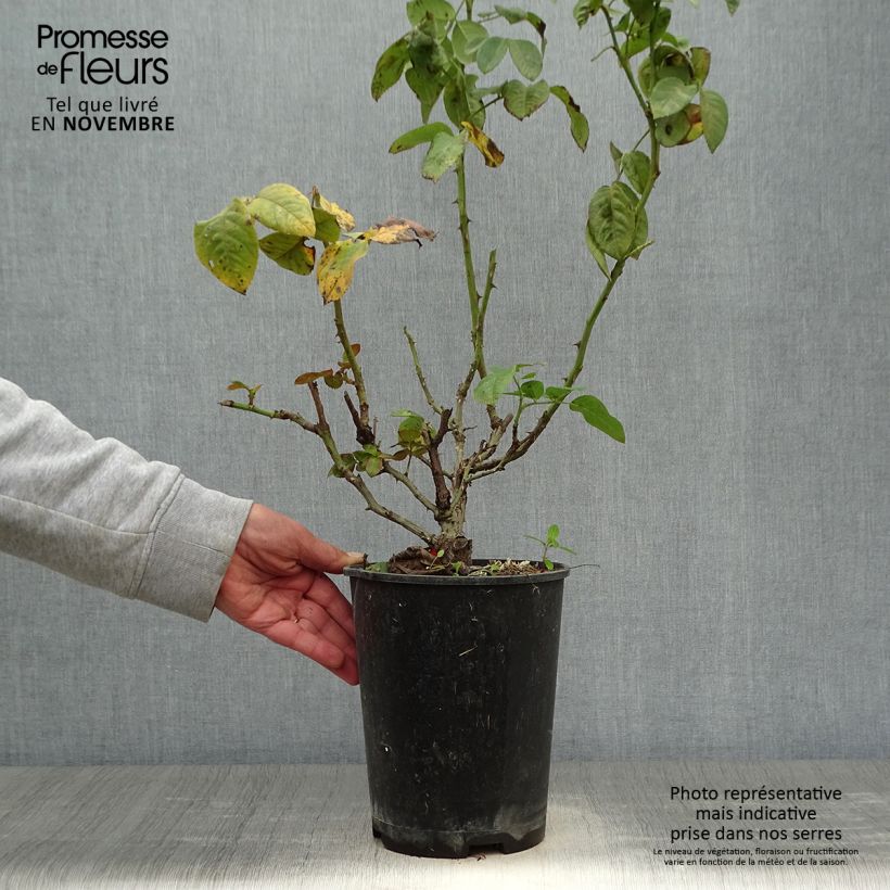 Rosa Pink Eureka 4L/5L pot sample as delivered in autumn