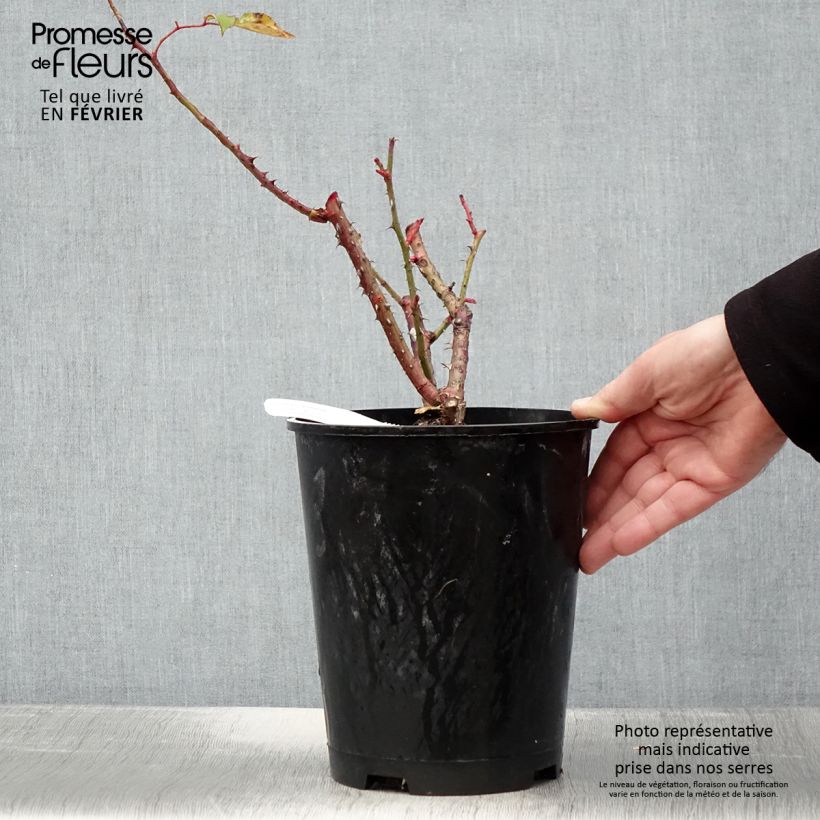 Rosa Pink Paradise  3L/4L pot sample as delivered in winter