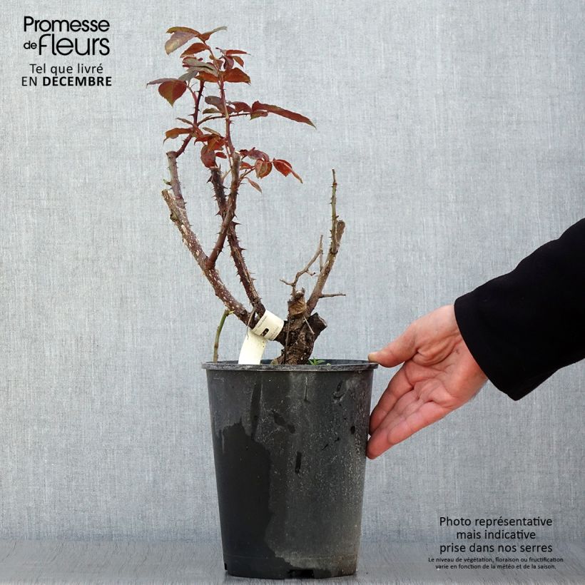 Rosa Poseidon  4L/5L pot sample as delivered in autumn