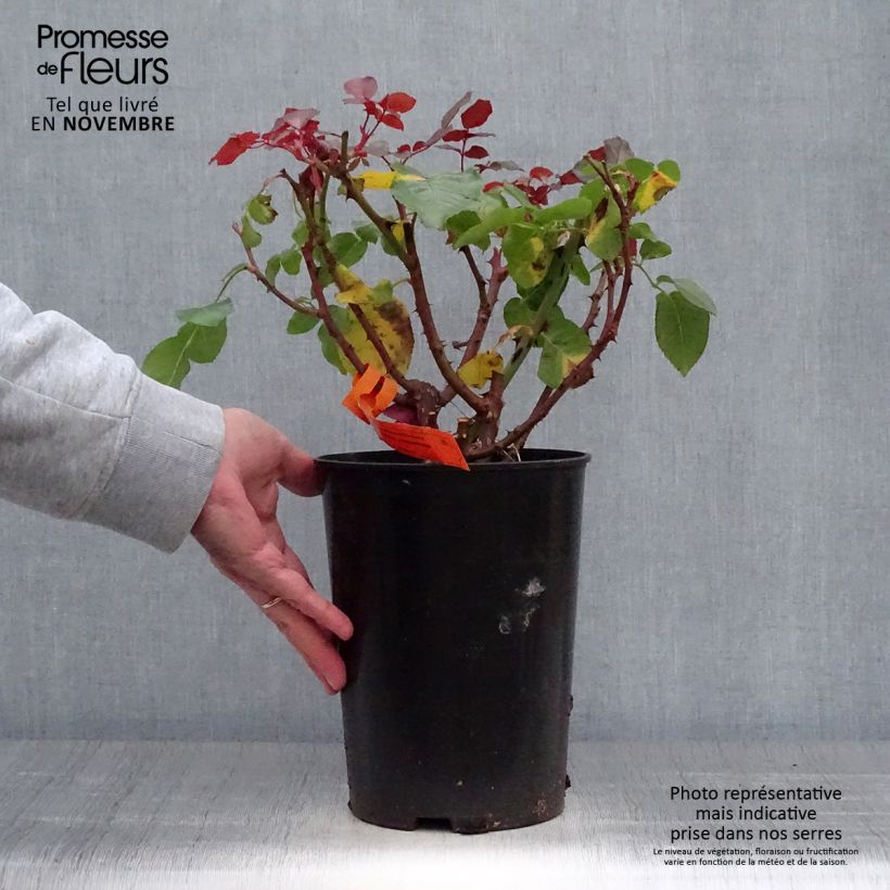 Rosa Prince Jardinier  4L/5L pot sample as delivered in autumn