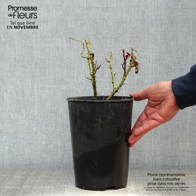 Rosa Renaissance Princesse Alexandra 4L/5L pot sample as delivered in autumn