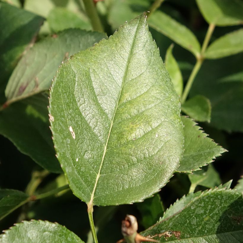 Rosa  Queen Elizabeth - Hybrid Tea Rose (Foliage)