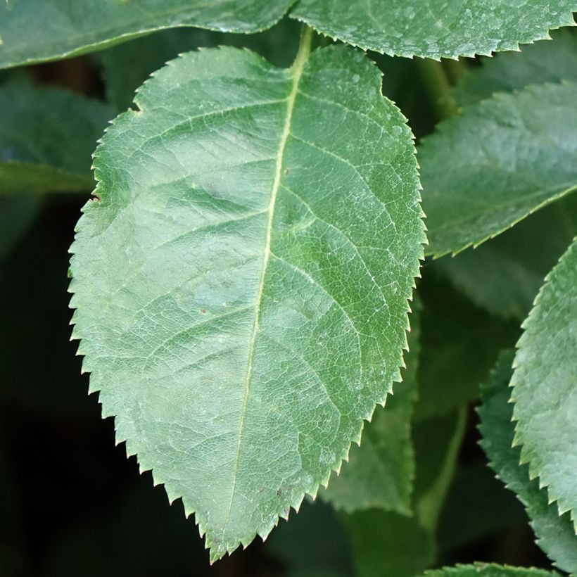 Rosa Raffaello - Hybrid Tea Rose (Foliage)