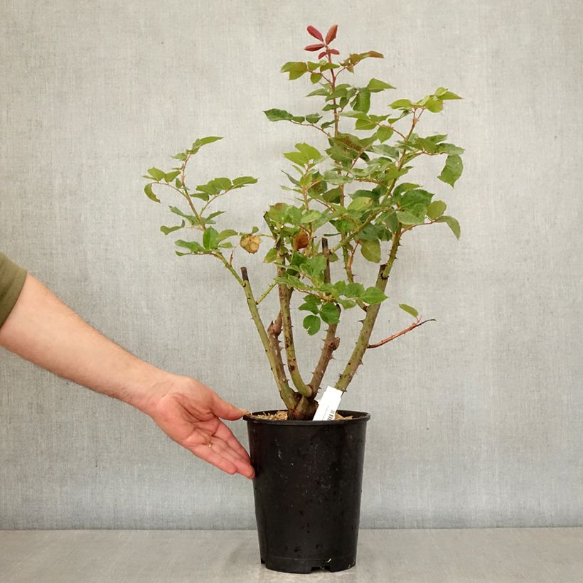 Rosa Rallye des Gazelles - Hybrid Tea Rose 4L/5L pot sample as delivered in spring
