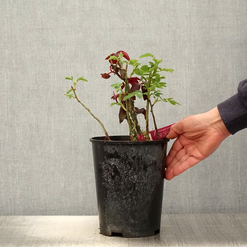 Rosa Reine des Parfums 4L/5L pot sample as delivered in spring