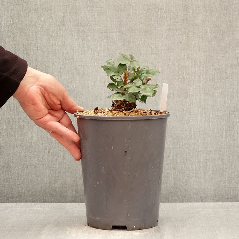 Rosa Le Roi de Coeur 4L/5L pot sample as delivered in spring