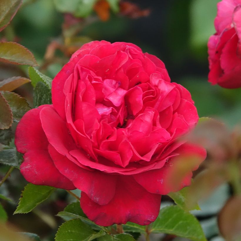 Rosa Rose Clos Vougeot (Flowering)