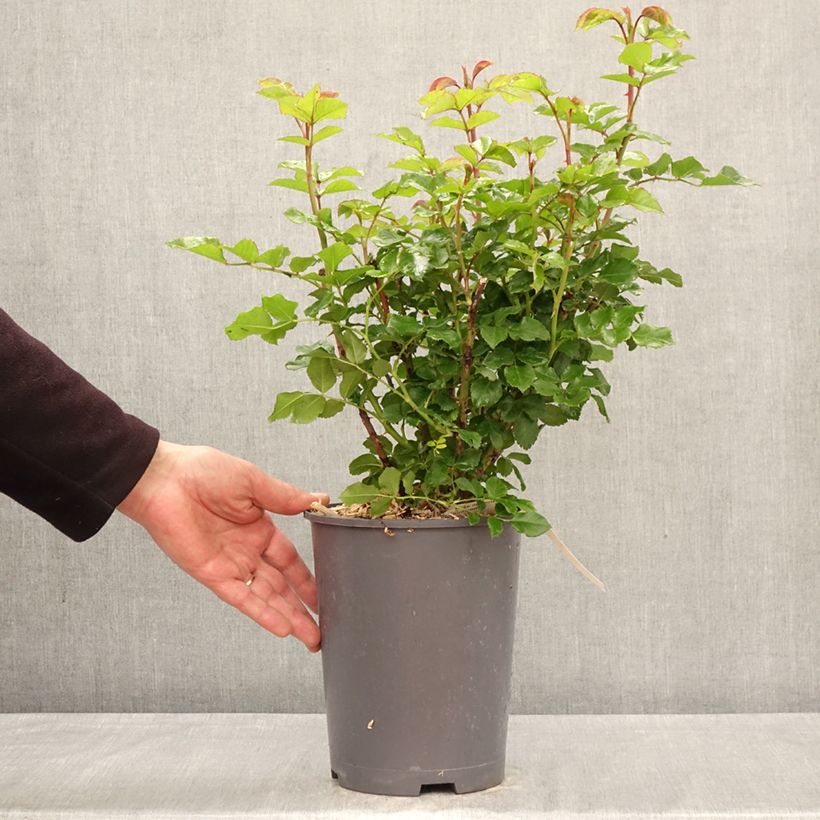 Rosa 'Rose der Hoffnung' - Bush Rose 4L/5L pot sample as delivered in spring