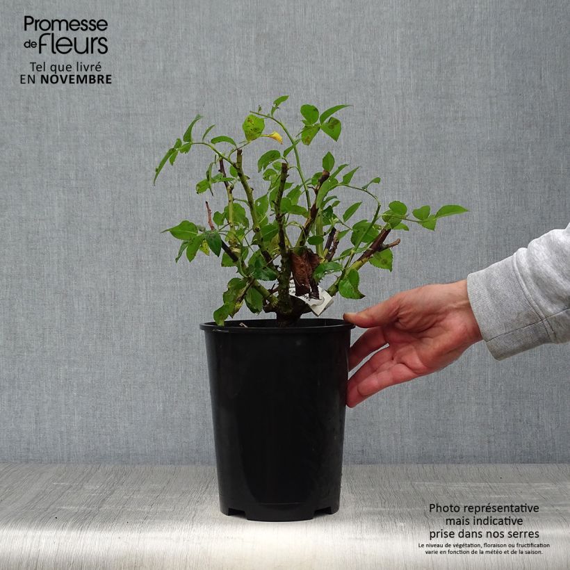 Rosa Sandrine Quétier  4L/5L pot sample as delivered in autumn