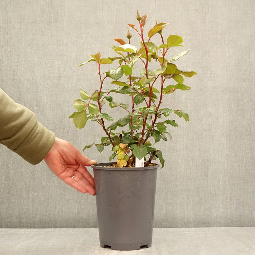 Rosa Schwarze Madonna - Hybrid Tea Rose 4L/5L pot sample as delivered in spring