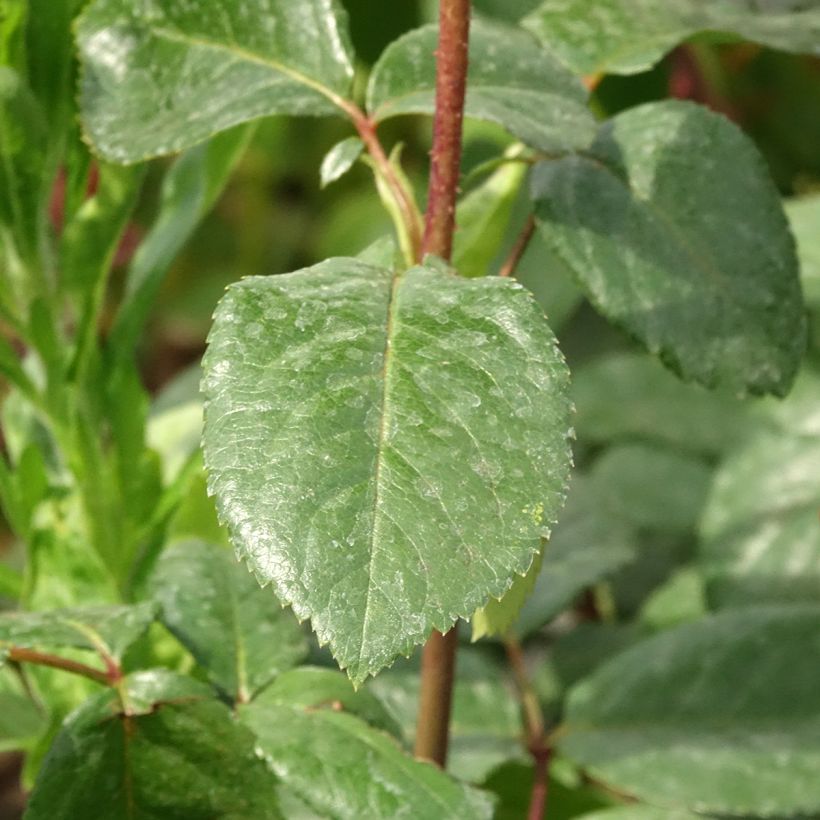 Rosa Schwarze Madonna - Hybrid Tea Rose (Foliage)