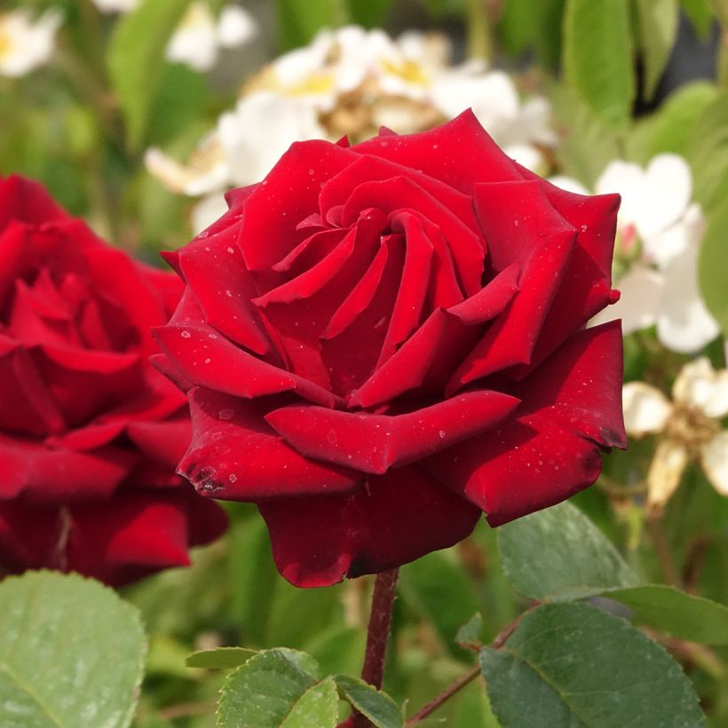 Rosa Schwarze Madonna - Hybrid Tea Rose (Flowering)