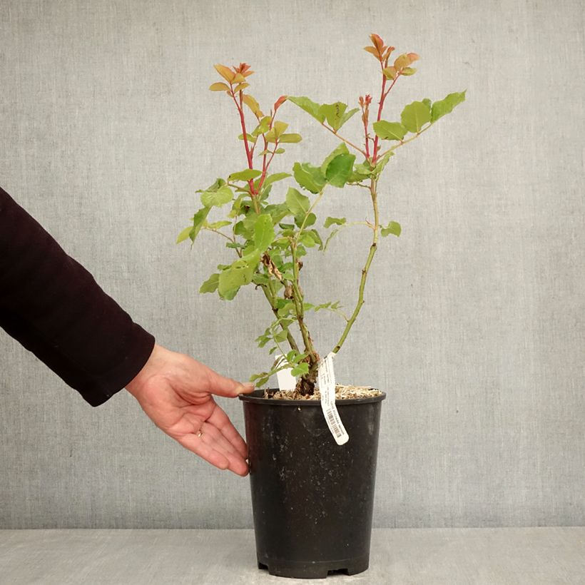 Rosa Sophie Rochas  3L/4L pot sample as delivered in spring