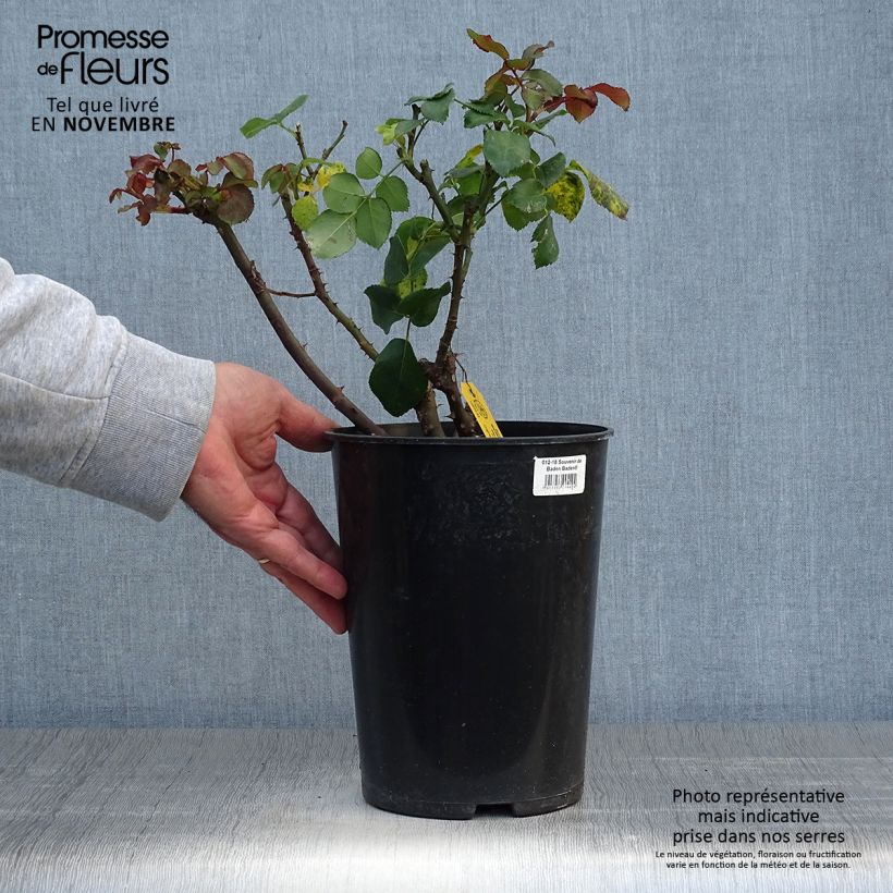 Rosa 'Souvenir de Baden-Baden' - Hybrid Tea Rose 4L/5L pot sample as delivered in autumn