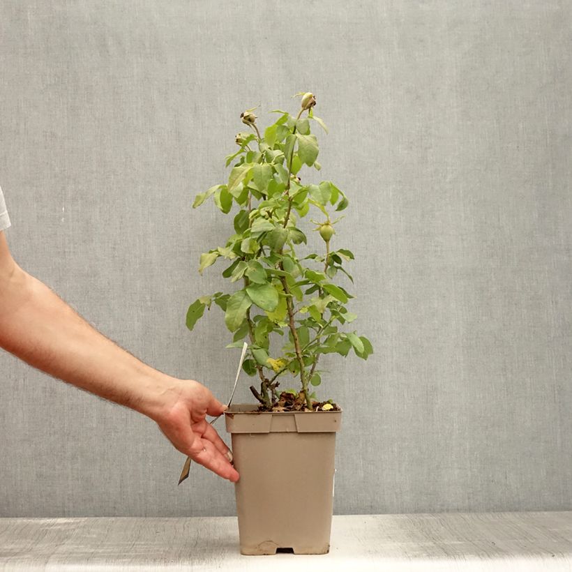 Rosa 'Souvenir de Baden-Baden' - Hybrid Tea Rose 4L/5L pot sample as delivered in summer