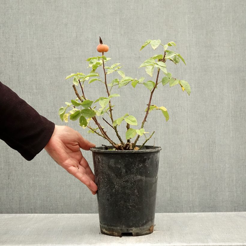 Rosa Summertime - Hybrid Tea Rose 4L/5L pot sample as delivered in autumn