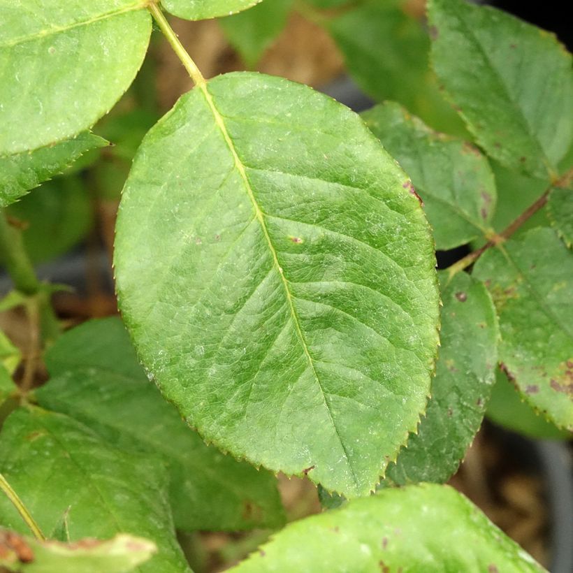 Rosa Sweet Eureka (Foliage)