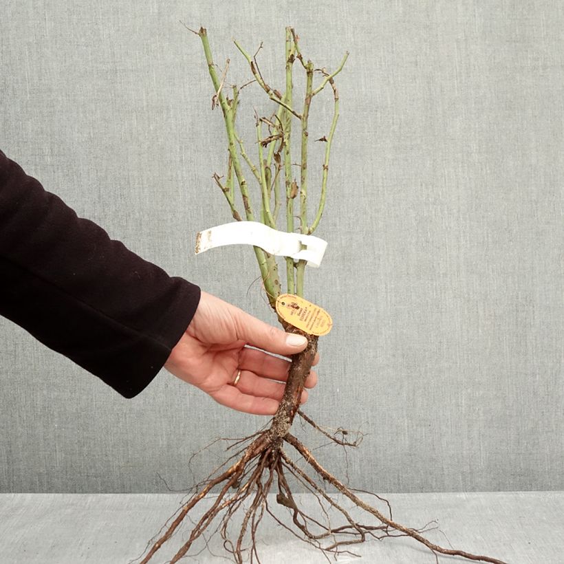 Rosa Sweet Eureka Bare root sample as delivered in winter