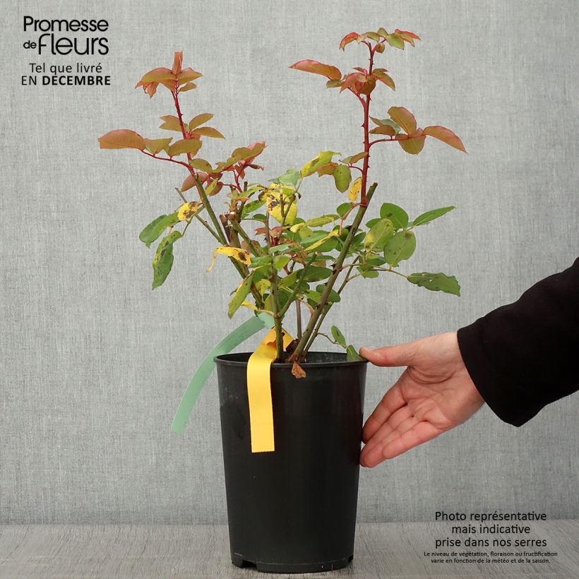 Rosa 'The McCartney Rose' - Shrub Rose 4L/5L pot sample as delivered in autumn