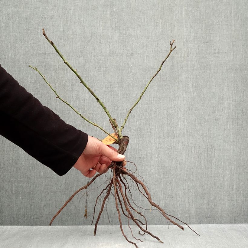 Rosa 'The McCartney Rose' - Shrub Rose Bare root sample as delivered in winter