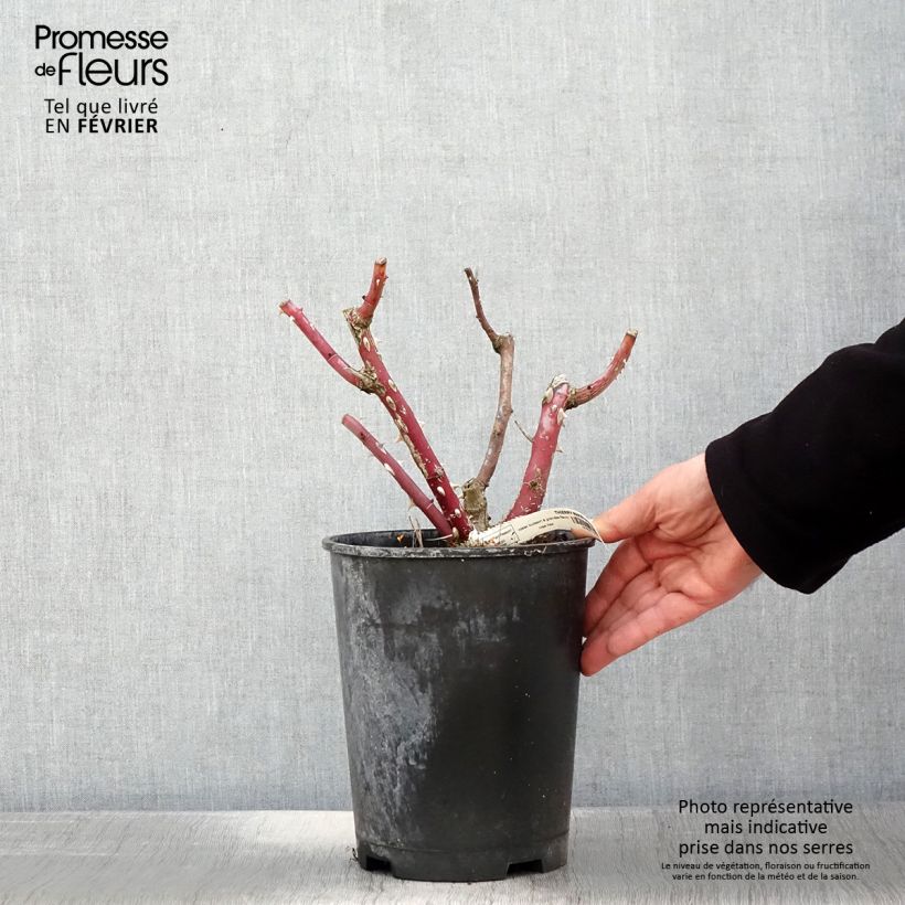 Rosa Thierry Marx  4L/5L pot sample as delivered in winter