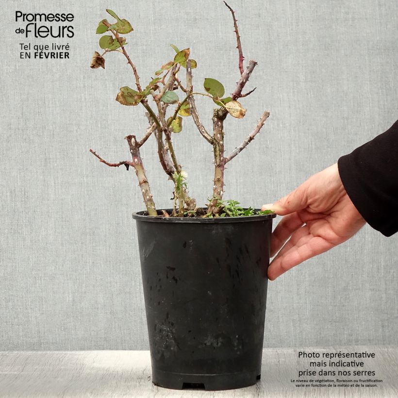 Rosa Tobago Odore 4L/5L pot sample as delivered in winter