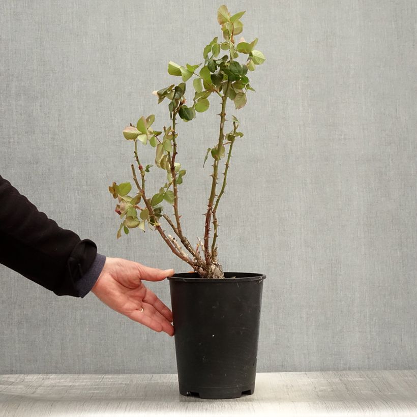 Rosa Traviata 4L/5L pot sample as delivered in spring