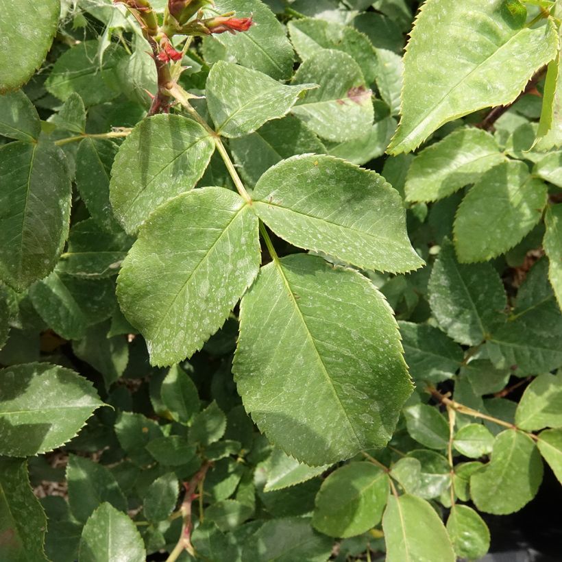 Rosa Velasquez (Foliage)