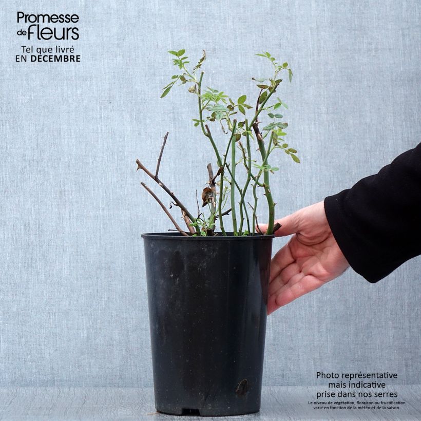 Rosa Ville de Chine - Shrub Rose 4L/5L pot sample as delivered in autumn