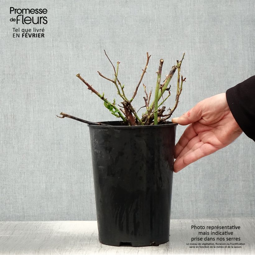 Rosa Ville de Chine - Shrub Rose 4L/5L pot sample as delivered in winter
