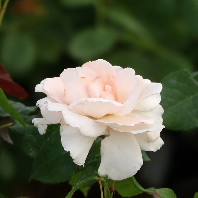 Rosa Ville de Fontenay-aux-Roses (Flowering)