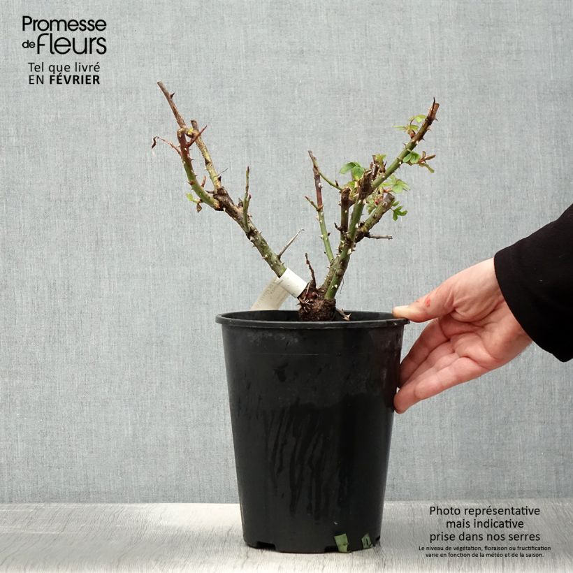 Rosa Ville de Fontenay-aux-Roses 4L/5L pot sample as delivered in winter