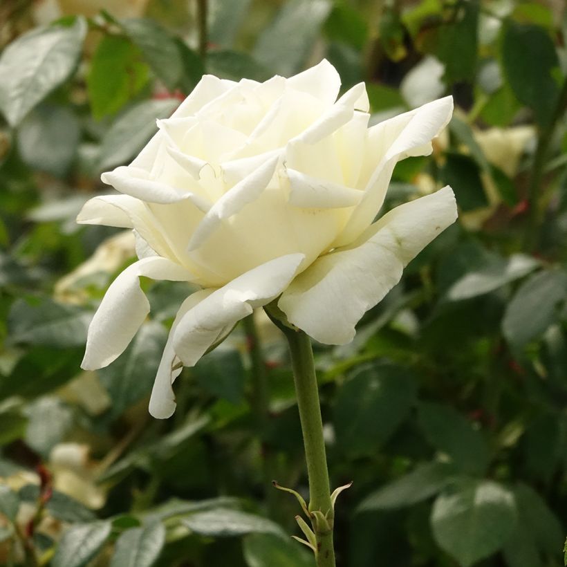 Rosa White Symphony - Hybrid Tea Rose (Flowering)