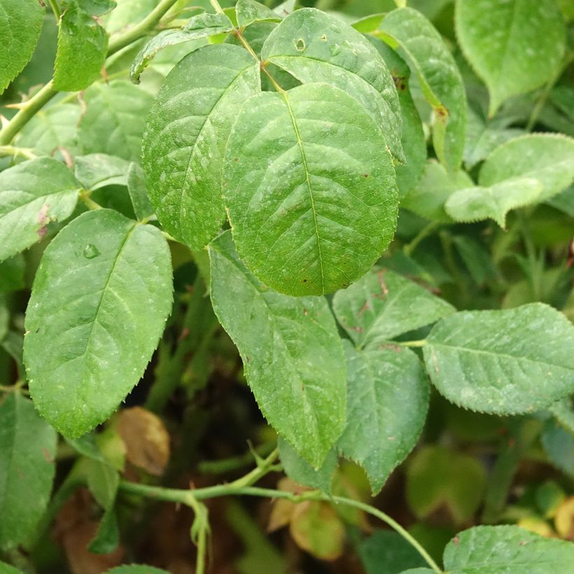 Rosa Womanity (Foliage)