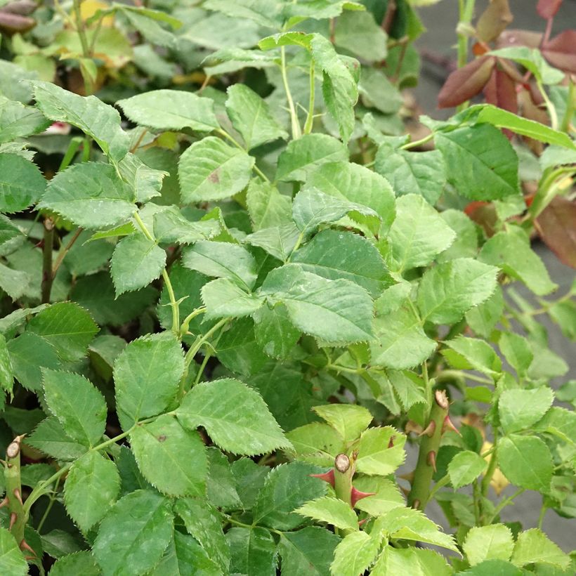 Rosa Yellowstone  (Foliage)