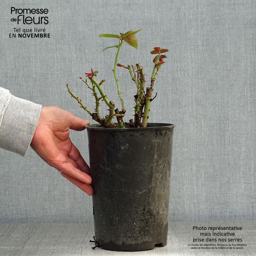 Rosa Nadia Zerouali - Shrub Rose 4L/5L pot sample as delivered in autumn