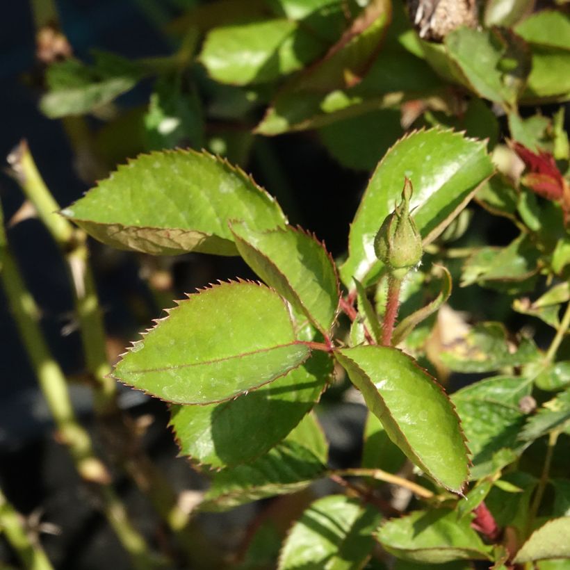 Rosa Nadia Zerouali - Shrub Rose (Foliage)