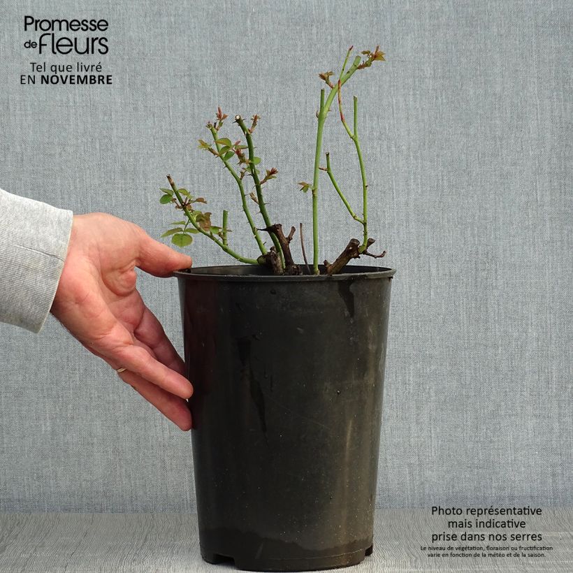 Rosa x floribunda Pear 4L/5L pot sample as delivered in autumn