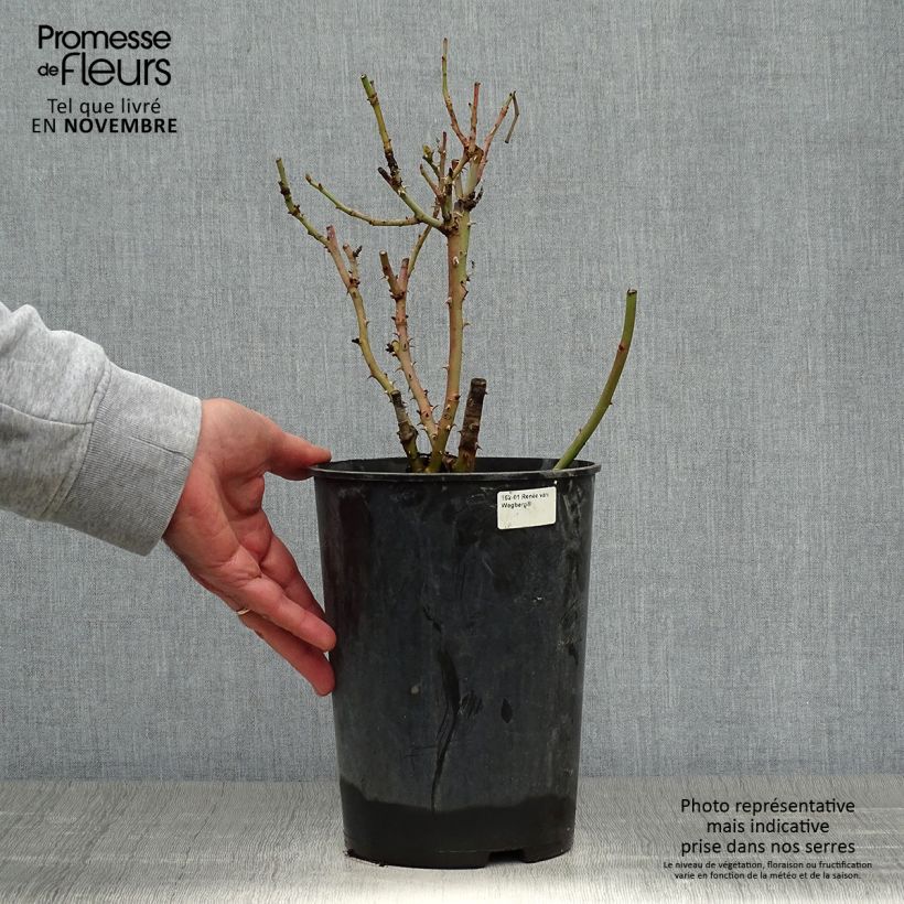 Rosa Renée van Wegberg - Shrub Rose 4L/5L pot sample as delivered in autumn