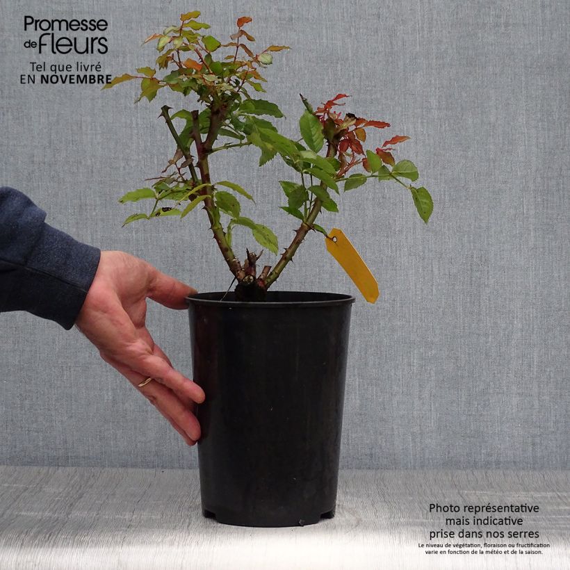 Rosa floribunda Sweet Honey  4L/5L pot sample as delivered in autumn