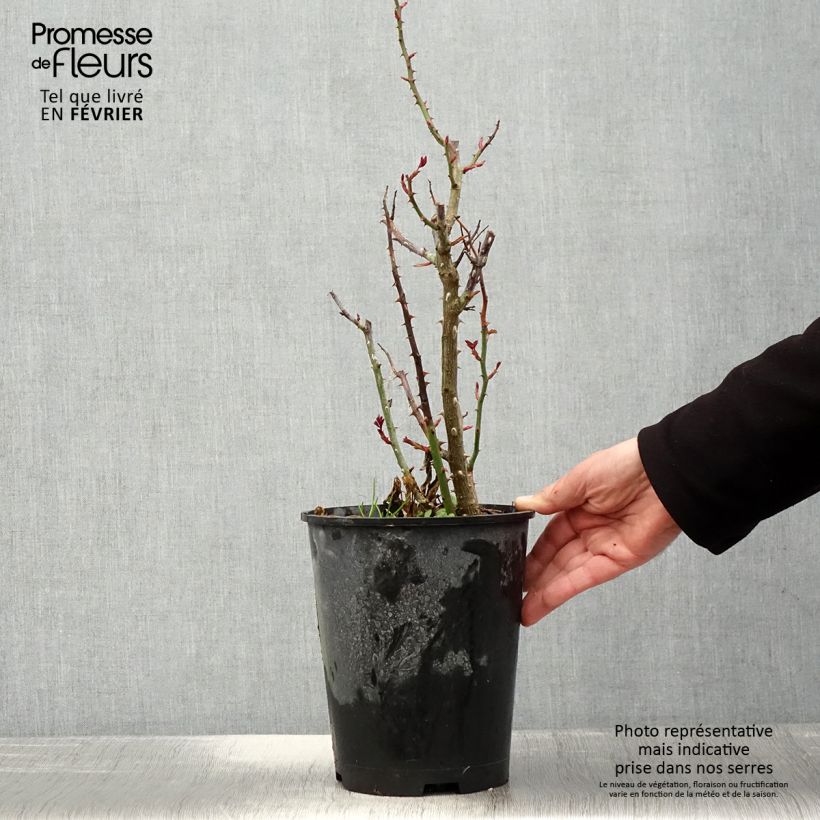 Rosa x floribunda Birthday Rose Bio 4L/5L pot sample as delivered in winter