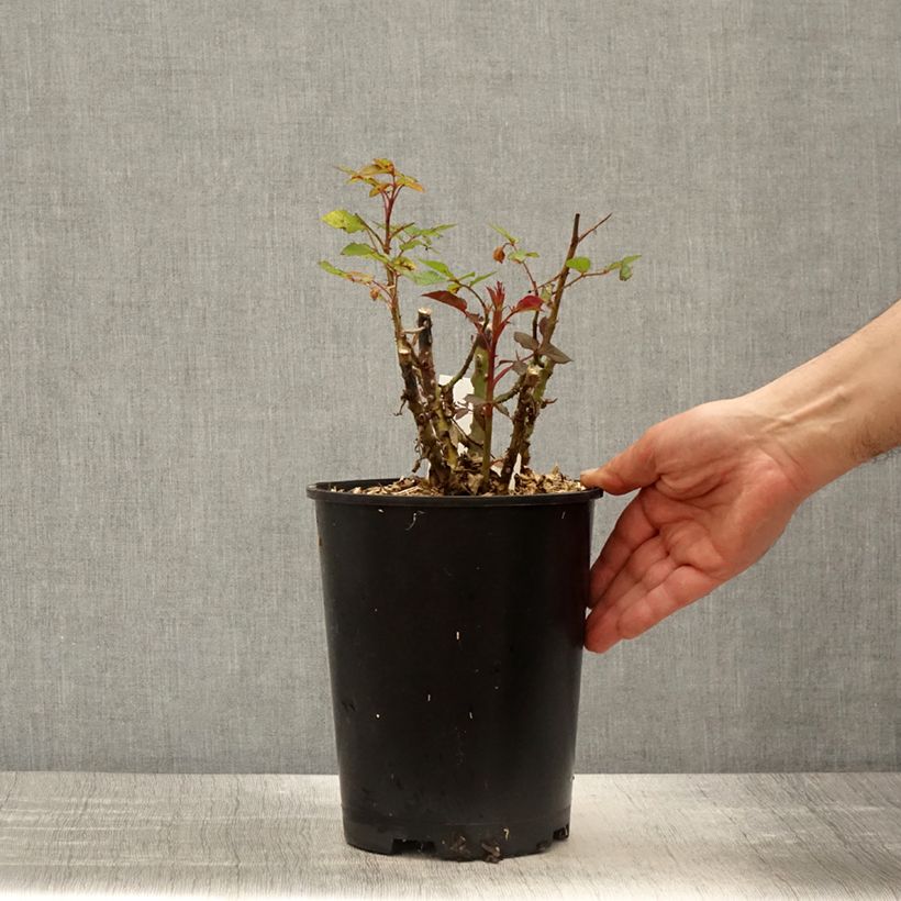 Rosa x floribunda Birthday Rose Bio 4L/5L pot sample as delivered in spring