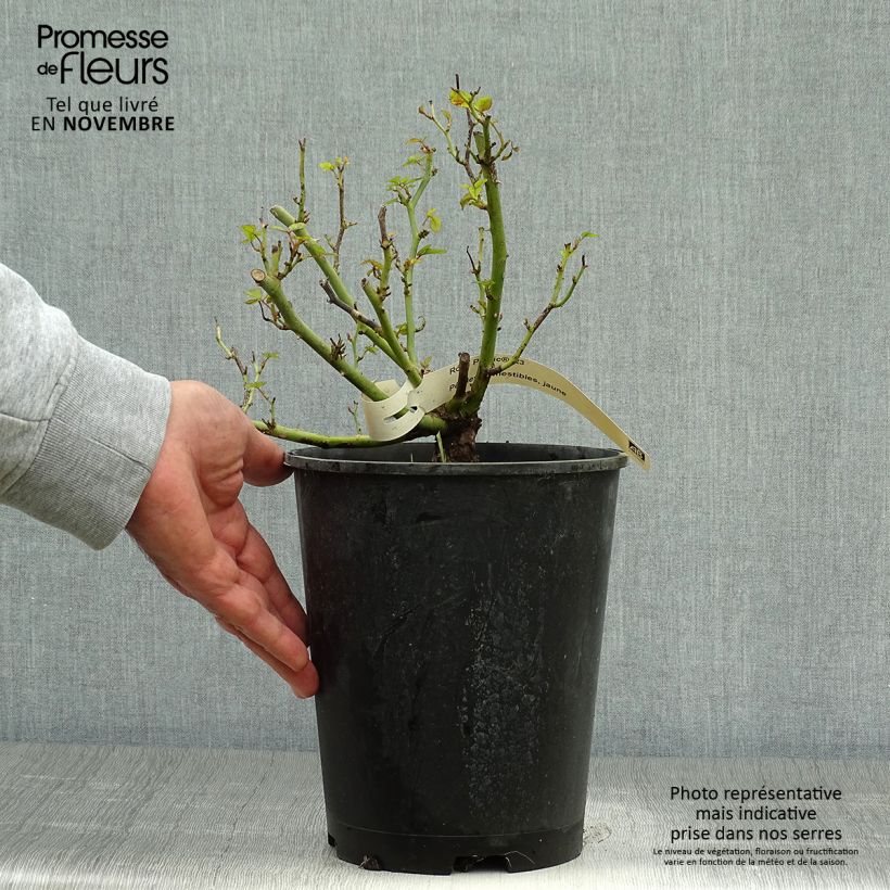 Rosa x floribunda Picnic 4L/5L pot sample as delivered in autumn